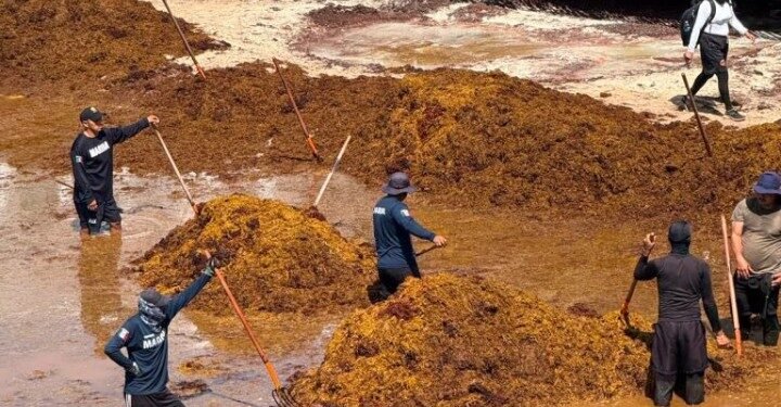 Sargazo pone en jaque al Caribe Mexicano; empresarios piden tratarlo como asunto de seguridad económica