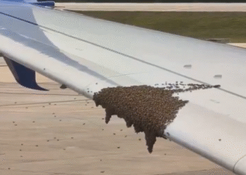 Abejas hacen “check-in” sobre avión de Delta y retrasan el vuelo. Mira lo que pasó en Cancún