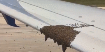 Abejas hacen “check-in” sobre avión de Delta y retrasan el vuelo. Mira lo que pasó en Cancún