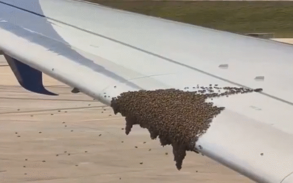 Abejas hacen “check-in” sobre avión de Delta y retrasan el vuelo. Mira lo que pasó en Cancún
