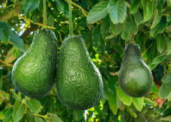 ¿Por qué importa más el precio del aguacate que el dólar? El especialista José Eduardo López Portillo lo explica