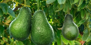 ¿Por qué importa más el precio del aguacate que el dólar? El especialista José Eduardo López Portillo lo explica
