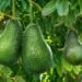 ¿Por qué importa más el precio del aguacate que el dólar? El especialista José Eduardo López Portillo lo explica
