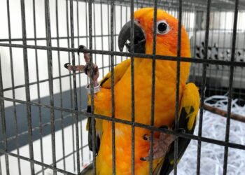 ¡Increíble hallazgo! Rescatan tigre, cocodrilo y aves protegidas de una vivienda
