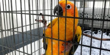 ¡Increíble hallazgo! Rescatan tigre, cocodrilo y aves protegidas de una vivienda