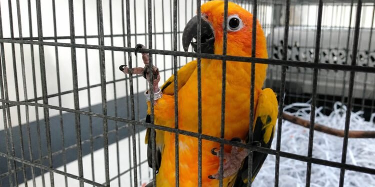 ¡Increíble hallazgo! Rescatan tigre, cocodrilo y aves protegidas de una vivienda