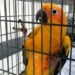 ¡Increíble hallazgo! Rescatan tigre, cocodrilo y aves protegidas de una vivienda