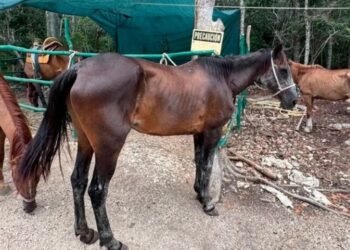 ¡Los tenían en los huesos! Tras denuncia rescatan a 12 caballos de parque turístico en Tulum