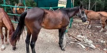 ¡Los tenían en los huesos! Tras denuncia rescatan a 12 caballos de parque turístico en Tulum