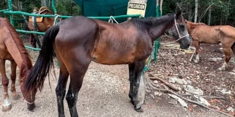 ¡Los tenían en los huesos! Tras denuncia rescatan a 12 caballos de parque turístico en Tulum