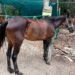 ¡Los tenían en los huesos! Tras denuncia rescatan a 12 caballos de parque turístico en Tulum