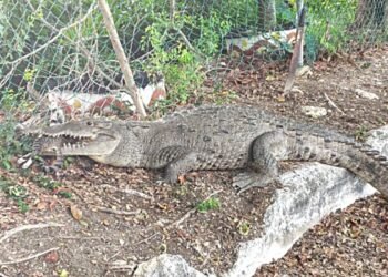 ¡Otro cocodrilo! El saurio salió a “cazar” en Cancún y atrapó un gatito. Todo quedó en video