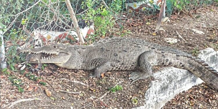 ¡Otro cocodrilo! El saurio salió a “cazar” en Cancún y atrapó un gatito. Todo quedó en video