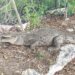 ¡Otro cocodrilo! El saurio salió a “cazar” en Cancún y atrapó un gatito. Todo quedó en video