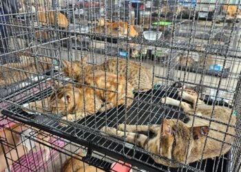 ¡Se los iban a comer! Rescatan a más de 400 gatos de un destino aterrador en Vietnam