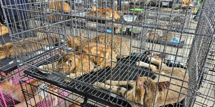 ¡Se los iban a comer! Rescatan a más de 400 gatos de un destino aterrador en Vietnam