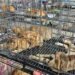 ¡Se los iban a comer! Rescatan a más de 400 gatos de un destino aterrador en Vietnam