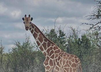 La gigante fugitiva: una jirafa desaparecida desata una búsqueda en Texas. ¿Podrías reconocerla?