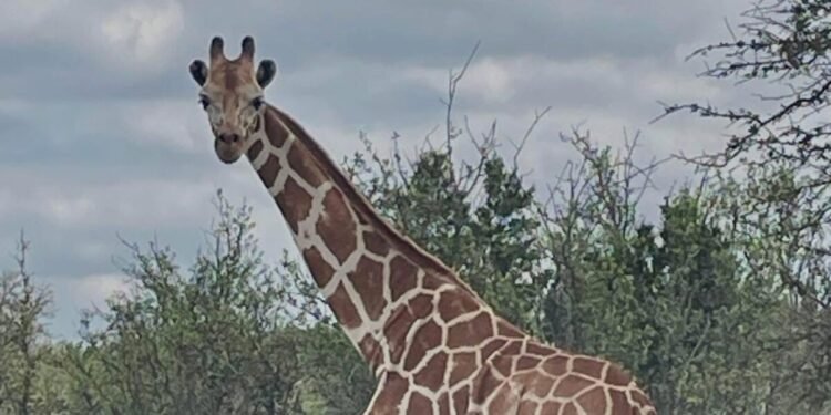 La gigante fugitiva: una jirafa desaparecida desata una búsqueda en Texas. ¿Podrías reconocerla?