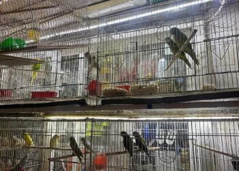 ¿Quién protege a la fauna del mercado digital? Profepa fortalece su vigilancia en línea