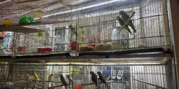 ¿Quién protege a la fauna del mercado digital? Profepa fortalece su vigilancia en línea