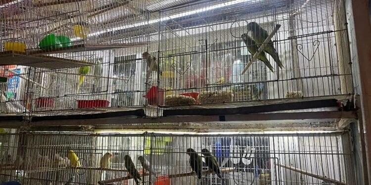 ¿Quién protege a la fauna del mercado digital? Profepa fortalece su vigilancia en línea