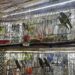 ¿Quién protege a la fauna del mercado digital? Profepa fortalece su vigilancia en línea