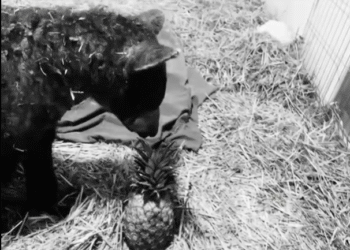 ¿Recuerdas a Mina? La osa rescatada que conmovió a miles ha partido
