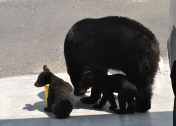 Una osa y sus cachorros beben agua frente a una casa; así fue la escena que enterneció a miles