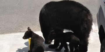Una osa y sus cachorros beben agua frente a una casa; así fue la escena que enterneció a miles