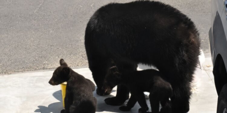 Una osa y sus cachorros beben agua frente a una casa; así fue la escena que enterneció a miles