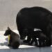 Una osa y sus cachorros beben agua frente a una casa; así fue la escena que enterneció a miles
