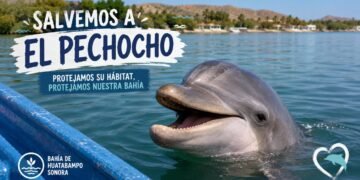 “Salvemos a El Pechocho”: crece movimiento para proteger al delfín más famoso del norte de México