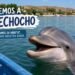 “Salvemos a El Pechocho”: crece movimiento para proteger al delfín más famoso del norte de México