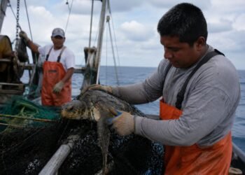 Así busca México evitar que más tortugas marinas queden atrapadas en redes de pesca