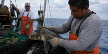 Así busca México evitar que más tortugas marinas queden atrapadas en redes de pesca