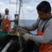 Así busca México evitar que más tortugas marinas queden atrapadas en redes de pesca