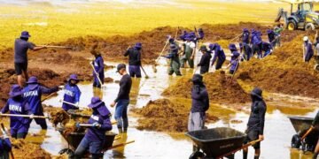 ¡Qué pena con las visitas! El sargazo no da tregua en la antesala del Mundial