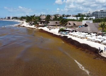 Caribe mexicano se ahoga en sargazo: ya retiran más de 50 mil toneladas y sigue llegando
