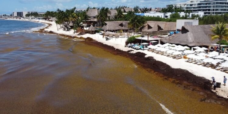 Caribe mexicano se ahoga en sargazo: ya retiran más de 50 mil toneladas y sigue llegando
