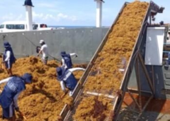 ¿Hasta ahora? Quintana Roo plantea nuevas medidas para frenar el sargazo mar adentro