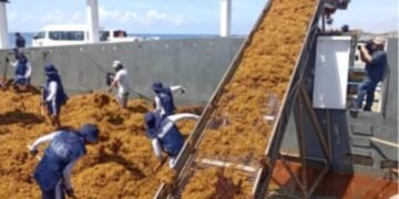 ¿Hasta ahora? Quintana Roo plantea nuevas medidas para frenar el sargazo mar adentro