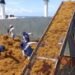 ¿Hasta ahora? Quintana Roo plantea nuevas medidas para frenar el sargazo mar adentro