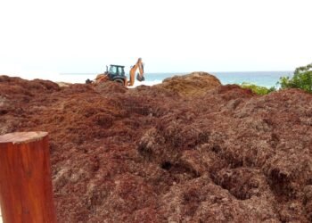 ¡Vienen mayores recales! Marina recolecta más de 63 mil toneladas de sargazo este año
