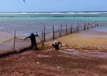 ¡No era sargazo! Era un cocodrilo que los acechaba. Trabajadores salen corriendo de la playa