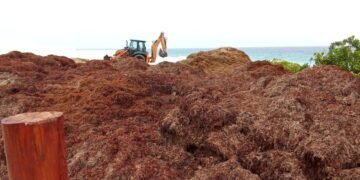 ¡Vienen mayores recales! Marina recolecta más de 63 mil toneladas de sargazo este año