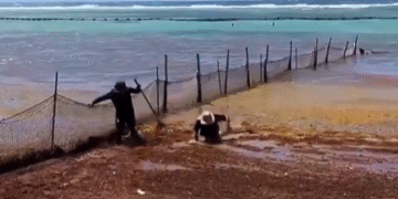 ¡No era sargazo! Era un cocodrilo que los acechaba. Trabajadores salen corriendo de la playa