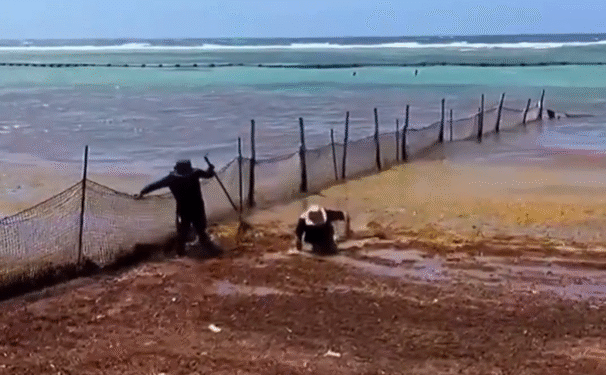 ¡No era sargazo! Era un cocodrilo que los acechaba. Trabajadores salen corriendo de la playa