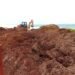 ¡Vienen mayores recales! Marina recolecta más de 63 mil toneladas de sargazo este año