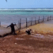 ¡No era sargazo! Era un cocodrilo que los acechaba. Trabajadores salen corriendo de la playa